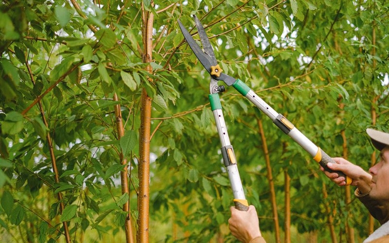 Tree trimming in Kamas, UT